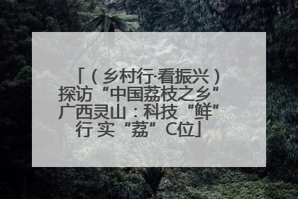 （乡村行·看振兴）探访“中国荔枝之乡”广西灵山：科技“鲜”行 实“荔”C位